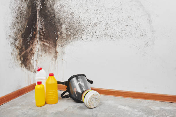 Best Toxic Mold Removal  in South Lyon, MI