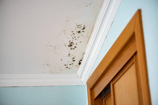 Best Crawl Space Mold Removal  in South Lyon, MI