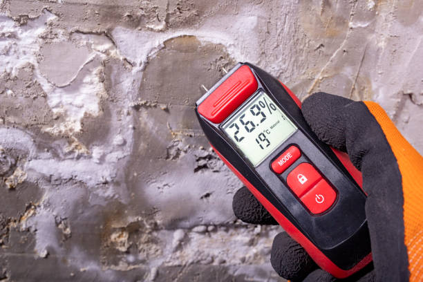 Best Best Mold Removal Companies  in South Lyon, MI