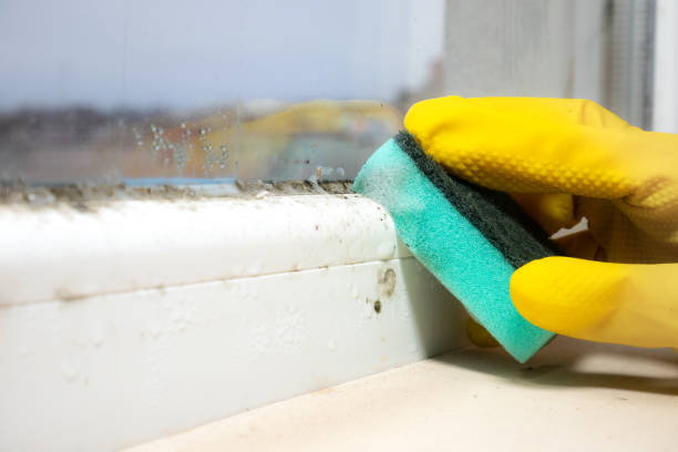 Best Attic Mold Removal  in South Lyon, MI