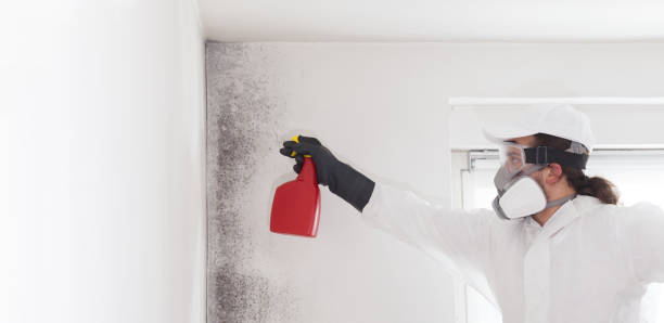 Best Mold Cleaning Services  in South Lyon, MI