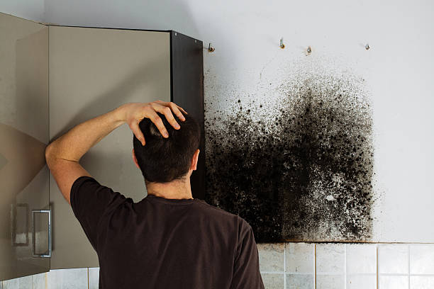Best Mold Remediation  in South Lyon, MI