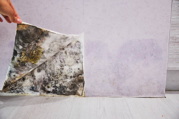 Best Water Damage Restoration  in South Lyon, MI